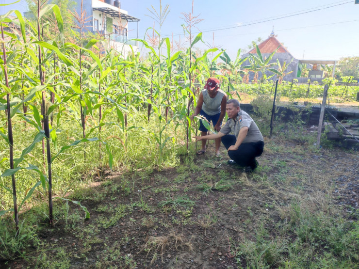 Bhabinkamtibmas Desa Buncitan Dampingi Perawatan Jagung Dukung Swasembada Pangan