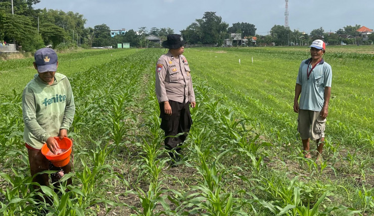 Polisi Dampingi Poktan Budi Luhur Kelola Jagung
