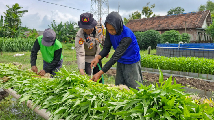 Polsek Balongbendo bersama Warga Bakungtemenggungan Panen Kangkung di Pekarangan Bergizi