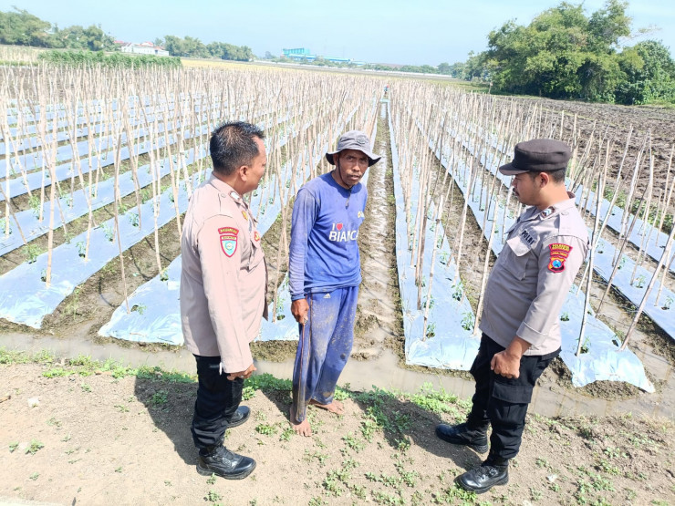 Polsek Balongbendo Dukung Ketahanan Pangan Desa Seduri, Wujudkan Pekarangan Produktif dengan Tanaman Lombok