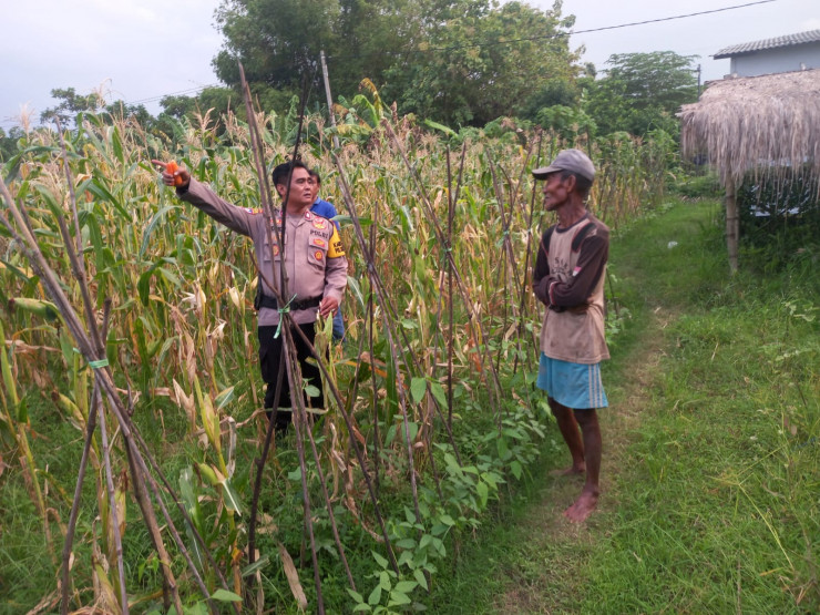 Kanit Binmas Polsek Krembung Dampingi Warga Kelola Tanaman Jagung, Dukung Swasembada Pangan Mandiri