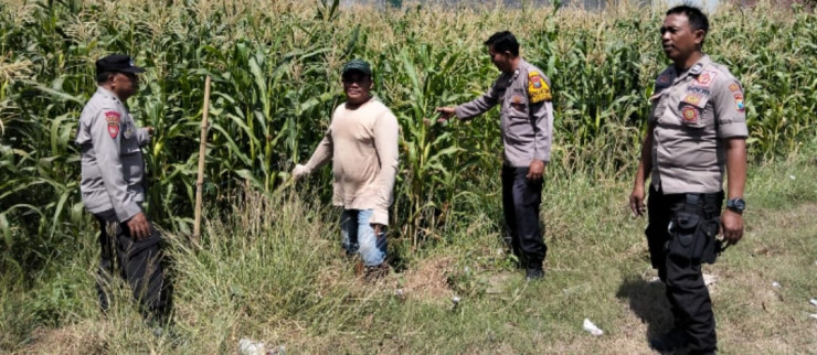 Polsek Tulangan Tinjau Lahan Jagung Kajeksan