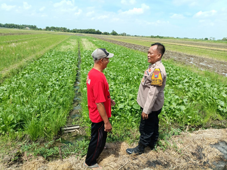 Suparno, Petani Seduri Balongbendo Optimalkan Lahan Tidur untuk Tanaman Jagung dan Sawi
