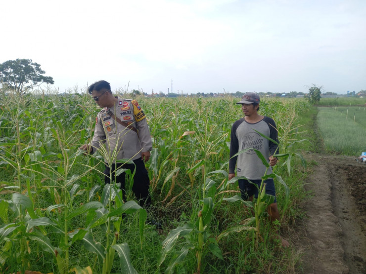 Perkuat Ketahanan Pangan, Kanit Binmas Polsek Krembung dan Petani Desa Lemujut Lakukan Pengecekan Tanaman Jagung