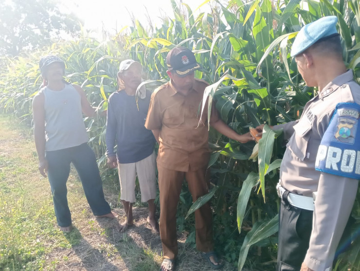 Polisi Turun Bareng Perangkat Desa Cek Lahan Pertanian Jagung di Kecamatan Tarik