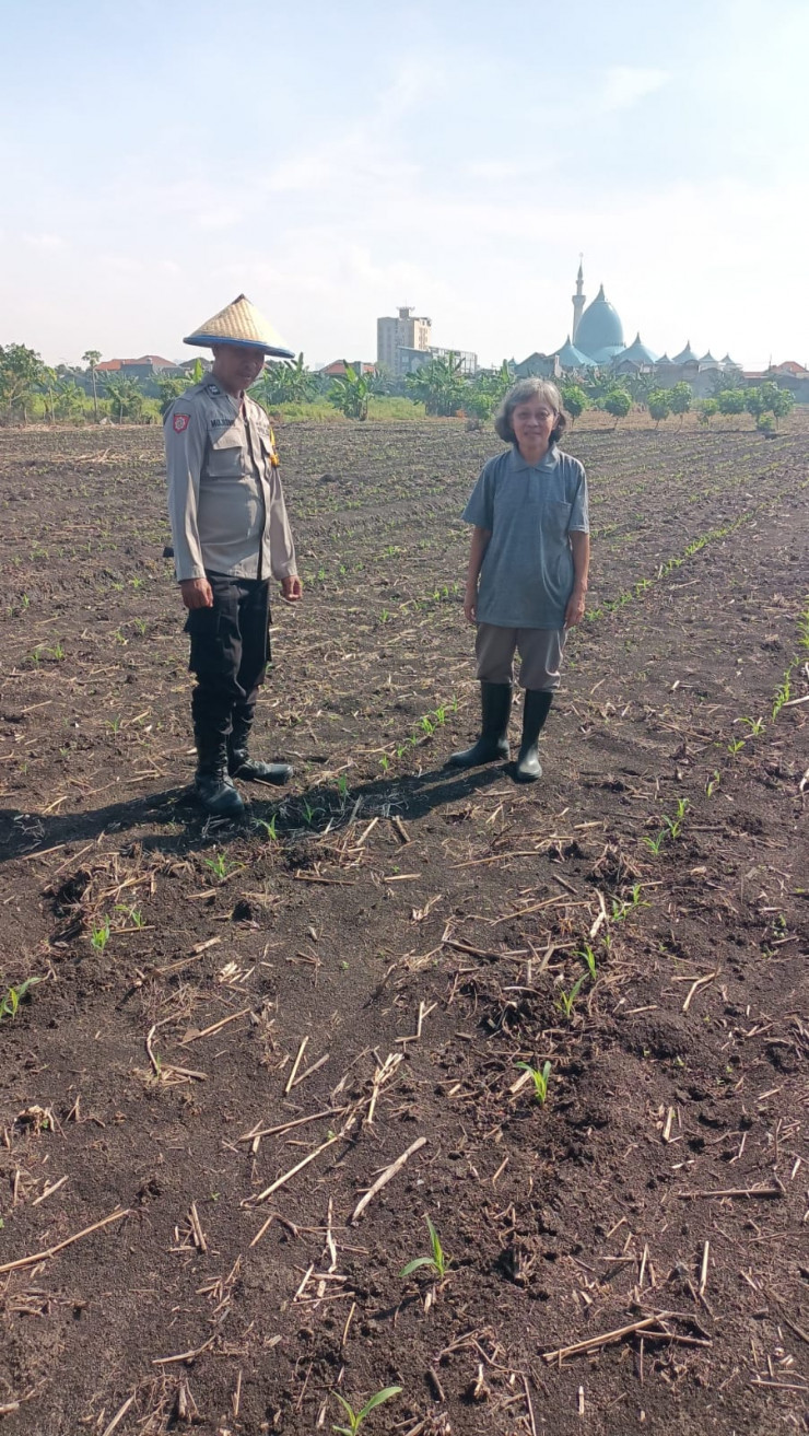 Polsek Taman Pantau Perkembangan Tanaman Jagung