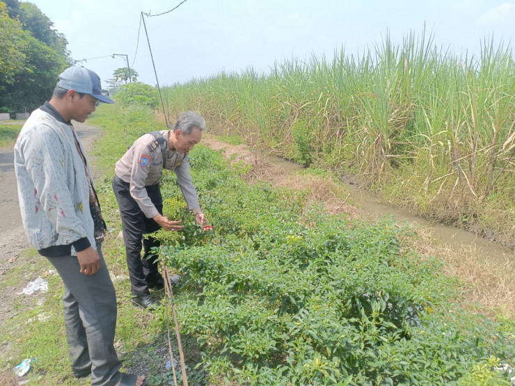 Bhabinkamtibmas dan Perangkat Desa Kedungsugo Ubah Bahu Jalan Jadi Lahan Ketahanan Pangan