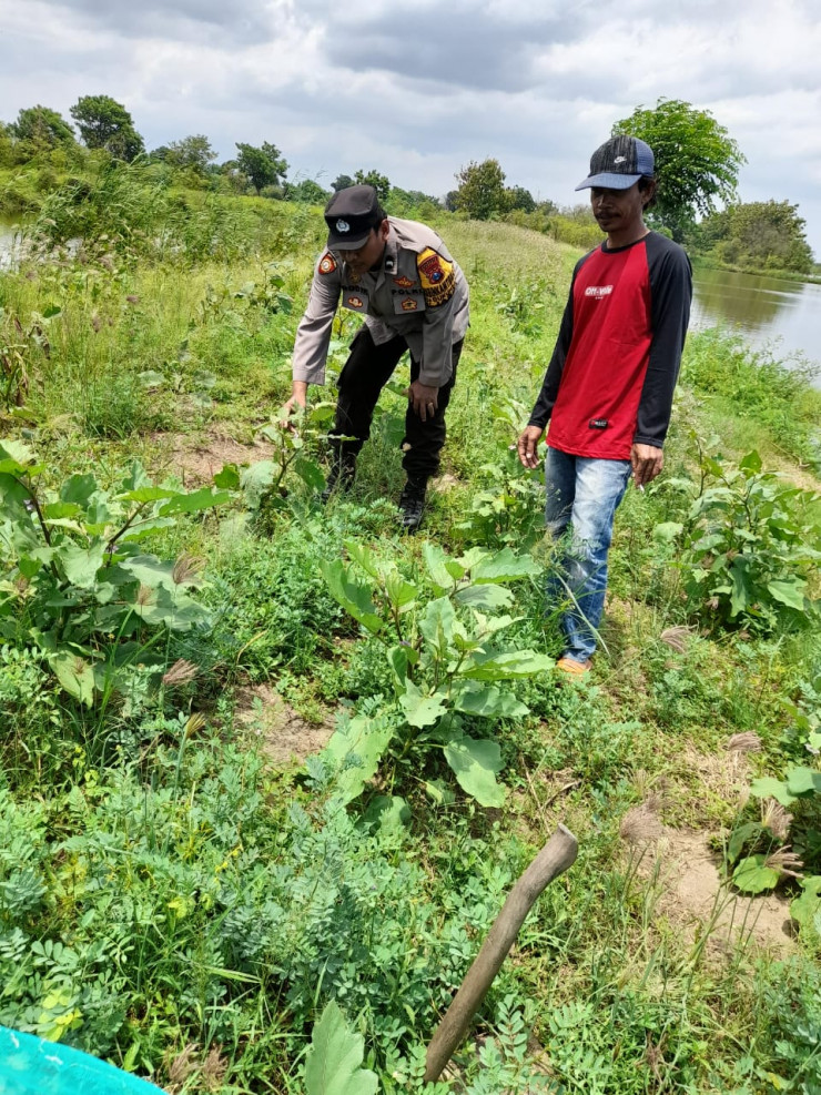 Bhabinkamtibmas Dukuh Sari Pantau Perkembangan Tanaman Sayuran untuk Dukung Ketahanan Pangan