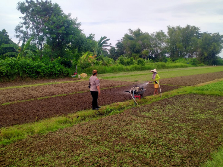 Warga Jatikalang Ubah Lahan Kosong Jadi Produktif dengan Tanaman Sayur