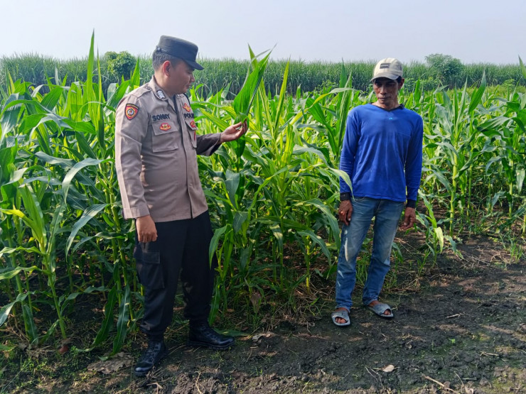 Polsek Krembung Dampingi Petani Kembangkan Lahan Jagung untuk Swasembada Pangan