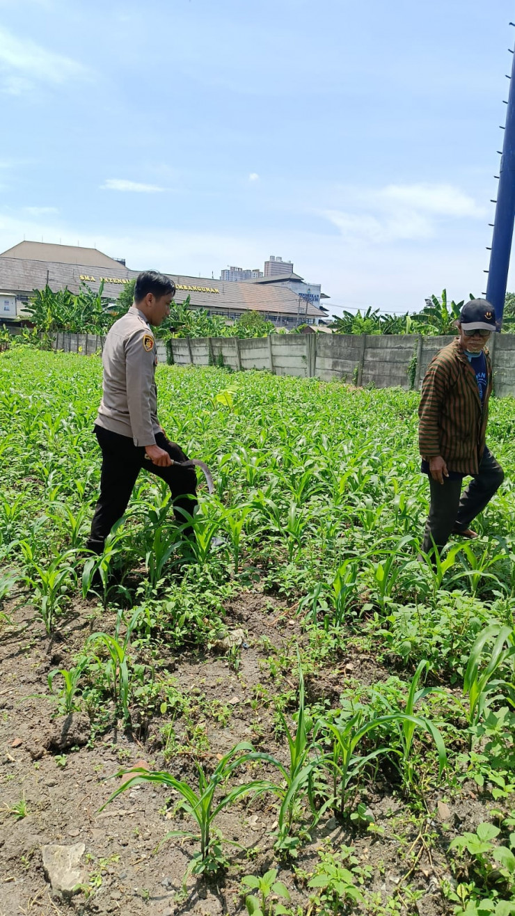 Polresta Sidoarjo Perkuat Gerakan Swasembada Pangan, Polsek Waru Dampingi Petani Jagung Demi Panen Maksimal